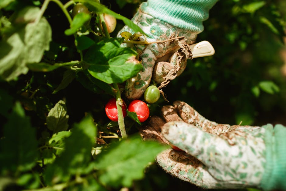 Jardinage : les erreurs à éviter si vous voulez récolter de belles tomates