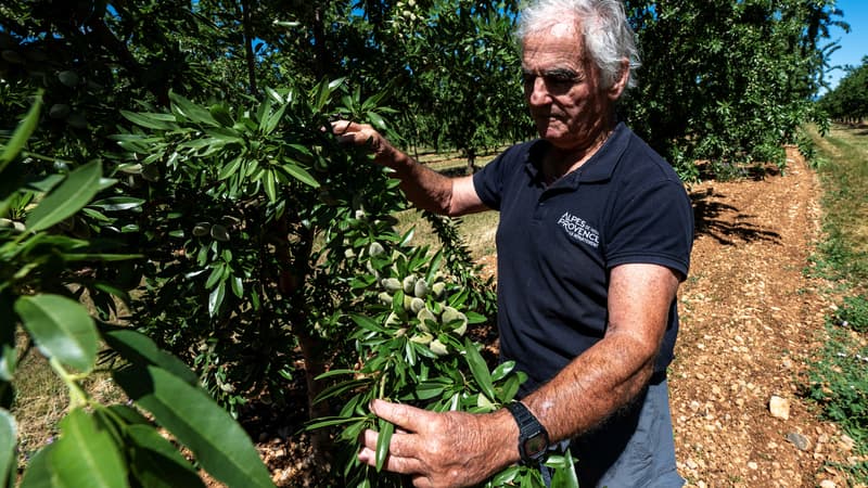 100 kilomètres de petits tuyaux et des capteurs qui mesurent l'humidité, la température et la circulation de la sève: des agriculteurs se convertissent au goutte-à-goutte connecté