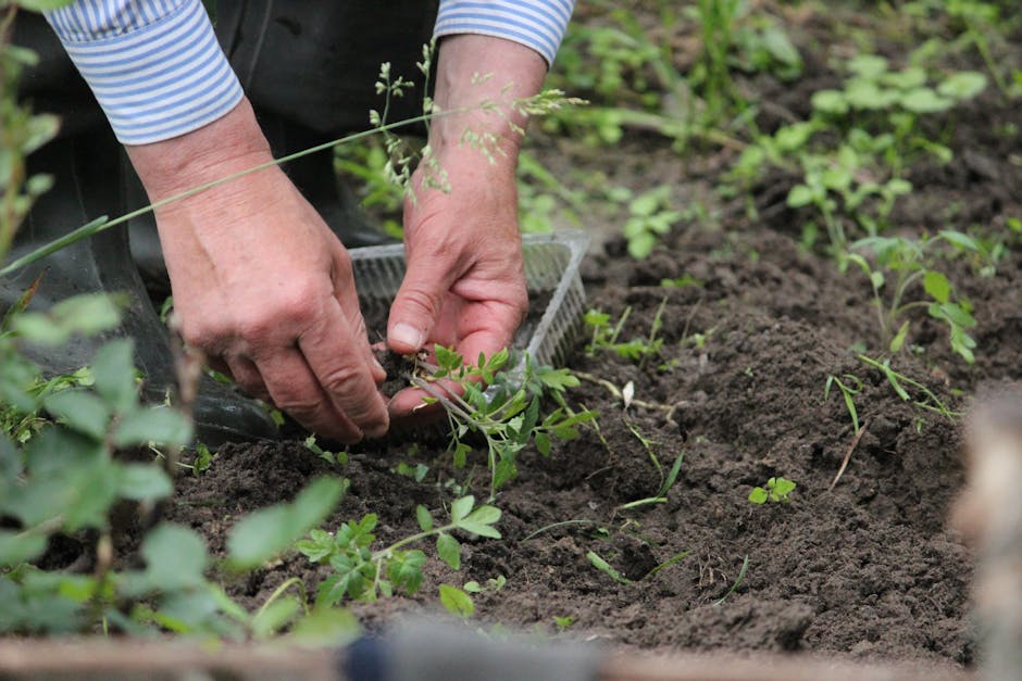 Jardinage : pourquoi le BRF est la solution miracle pour transformer et régénérer votre sol ?