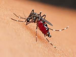 Moustiques : vous vous faites souvent piquer ? Cinq conseils pour ne plus vous faire attaquer autant