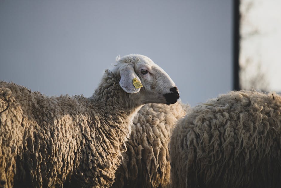 « Cruauté extrême » : H&M accusé de vendre de la laine issue de moutons maltraités