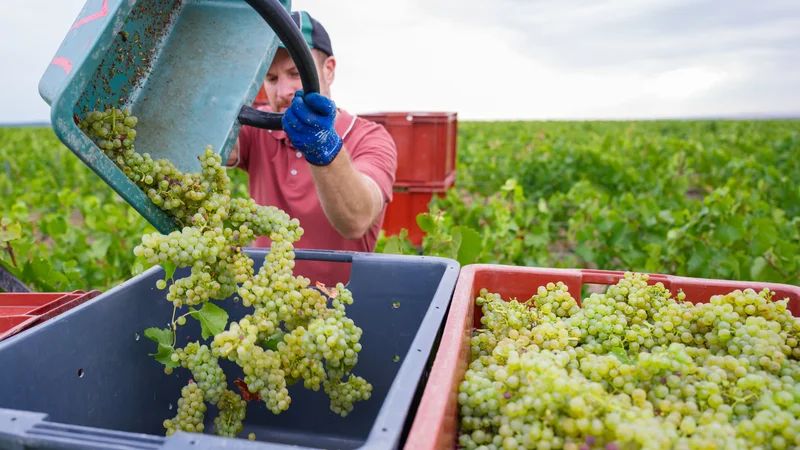 -22% en Bourgogne et dans le Beaujolais sur un an mais +10% dans le Bordelais: la vendange 2026 a été historiquement basse mais des régions s'en sont mieux sorties que d'autres