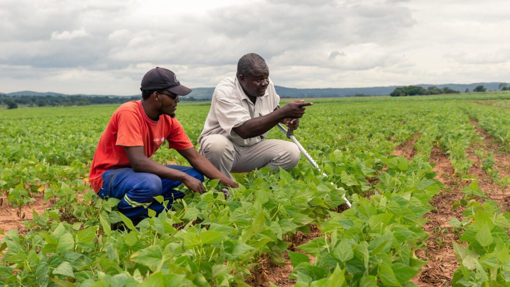 Le Zimbabwe va restituer des dizaines de fermes saisies à des étrangers il y a plus de 20 ans