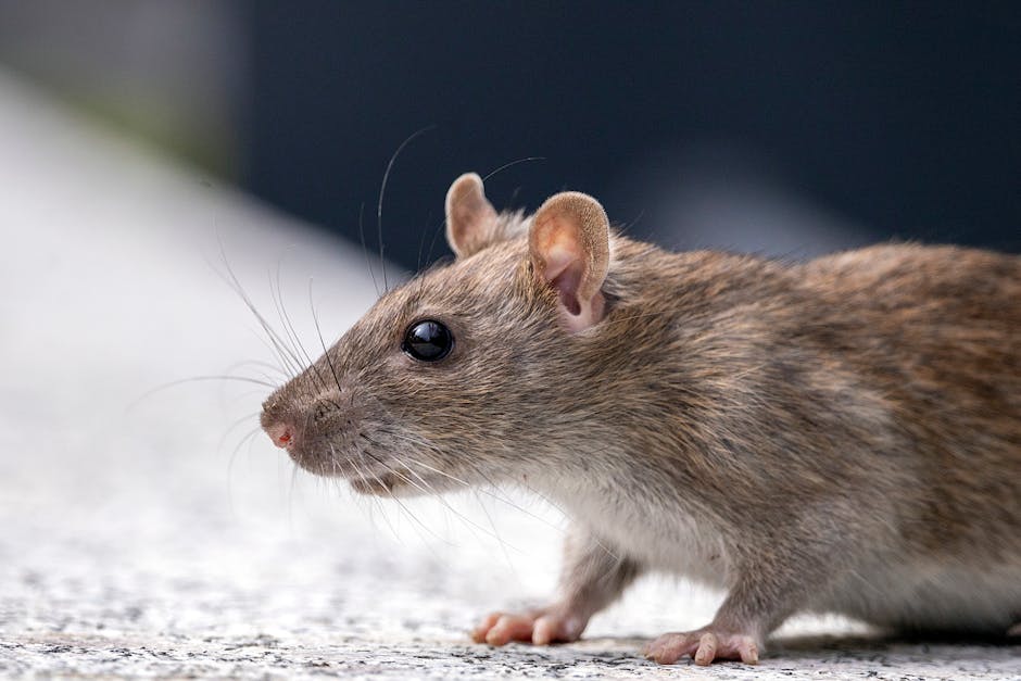 Hantavirus : la France appelle à « une coordination plus étroite » avec les autres pays et assure que « la situation est sous contrôle »