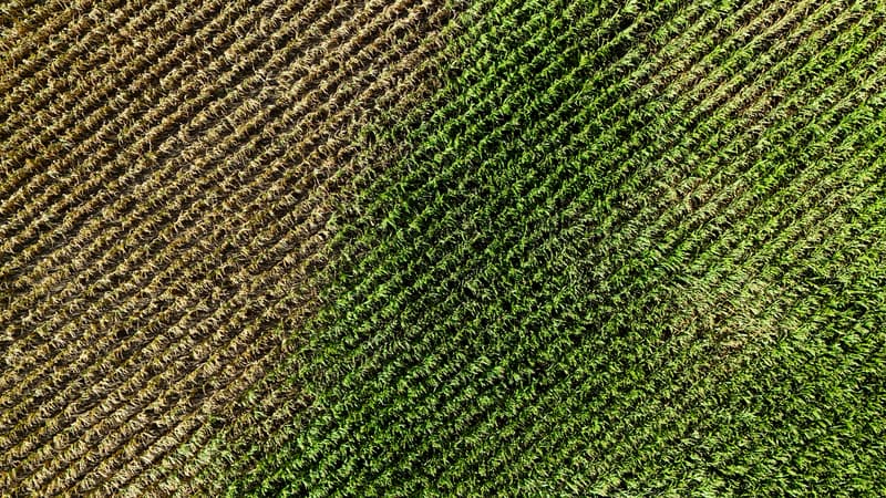 30% d'herbicides en moins: en Alsace, des aides aux agriculteurs qui préservent l'eau (et c'est 