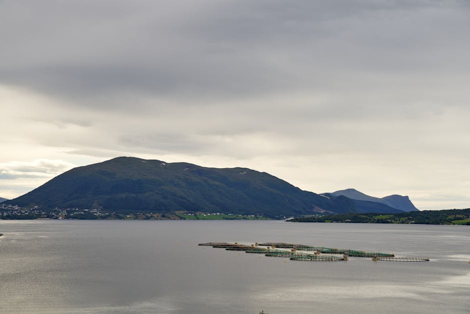 En Norvège, les fjords étouffent à cause des fermes à saumons