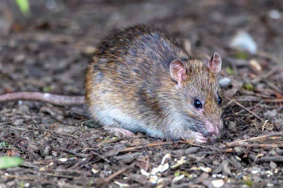 Craignez-vous la propagation de l'Hantavirus en France ?