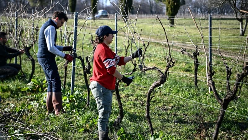 Ils n'ont plus le choix, il faut arracher: face à la chute de 40% des ventes de Cognac depuis 2021, les producteurs ont entrepris de sacrifier 15% du vignoble