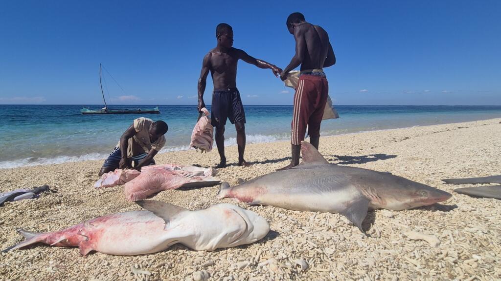Madagascar: à bord avec les Vezo, pêcheurs itinérants menacés par la surpêche