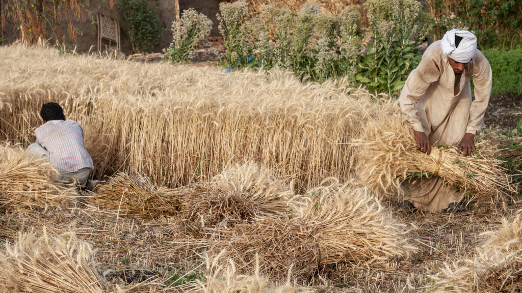 Égypte: l'État sécurise le prix des céréales aux agriculteurs