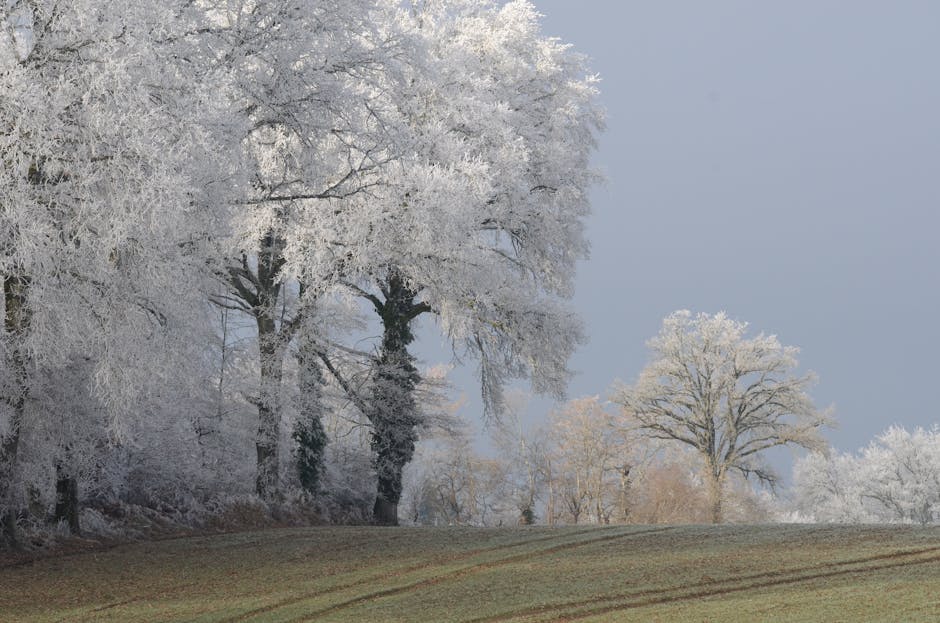 [BILAN DU 5 JANVIER] - GELEES ET NOUVELLES CHUTES DE NEIGE SUR LE CENTRE - VAL DE LOIRE - Météo Centre