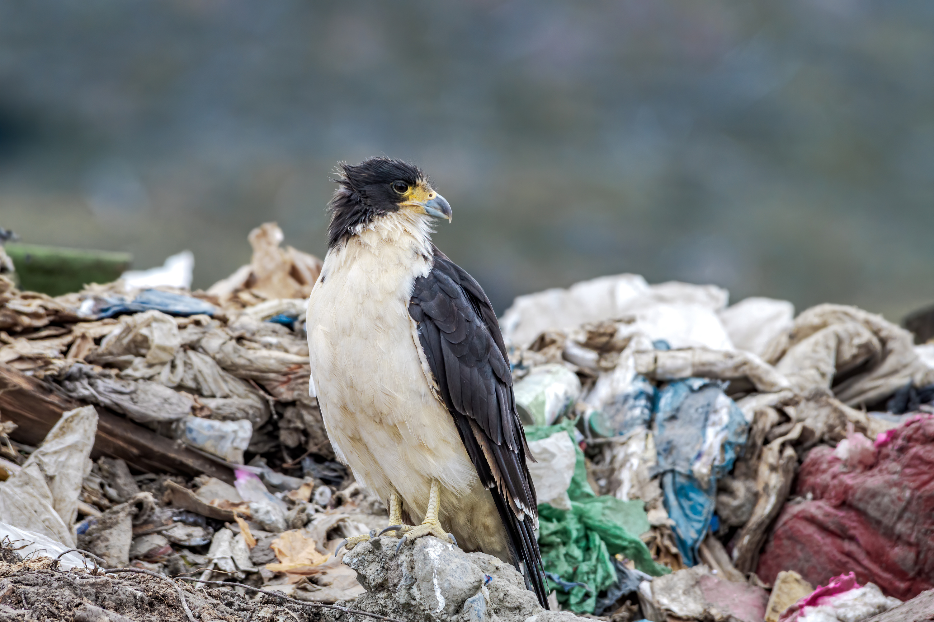 Quel est cet oiseau rarissime que les ornithologues morts de l’hantavirus ont observé dans une déchetterie ?