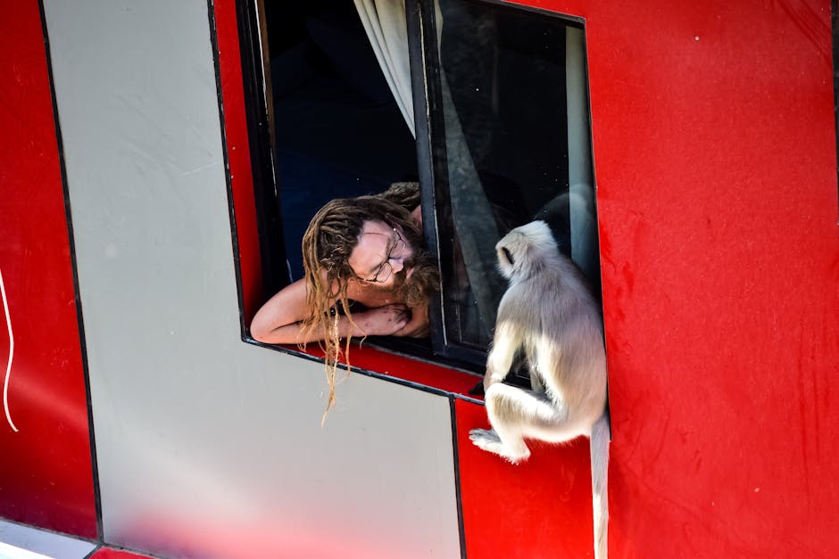 Chiens, oiseaux, chats... Quand les animaux copient les humains qu'ils côtoient