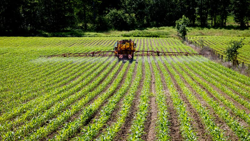 À quoi servent l’acétamipride et le flupyradifurone, ces deux pesticides réintroduits par la loi d'urgence agricole (et pourquoi font-ils polémique)?