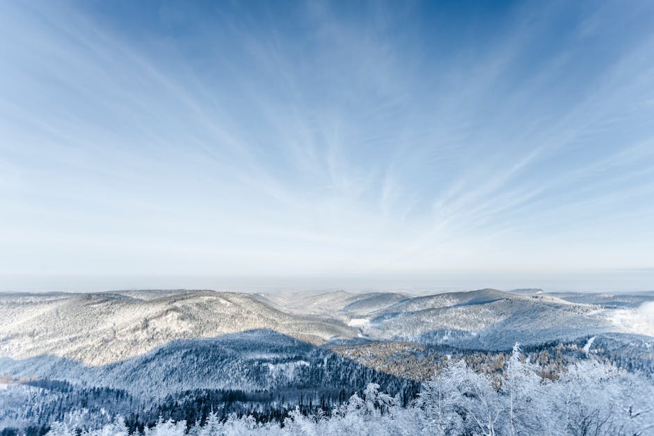 Réintroduction de grands tétras dans les Vosges : « On va chercher des oiseaux à 2 000 km au Nord, c'est absurde ! »