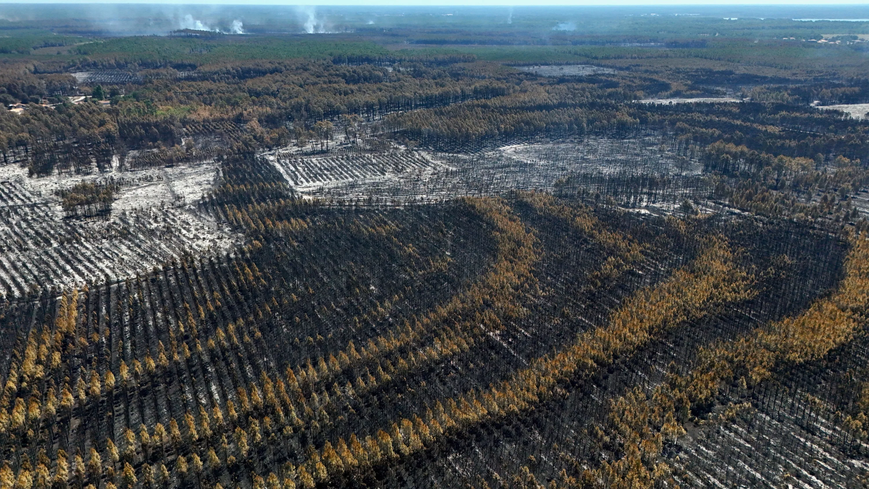 Après les incendies des Landes et de la Gironde, comment faire renaître la forêt ?