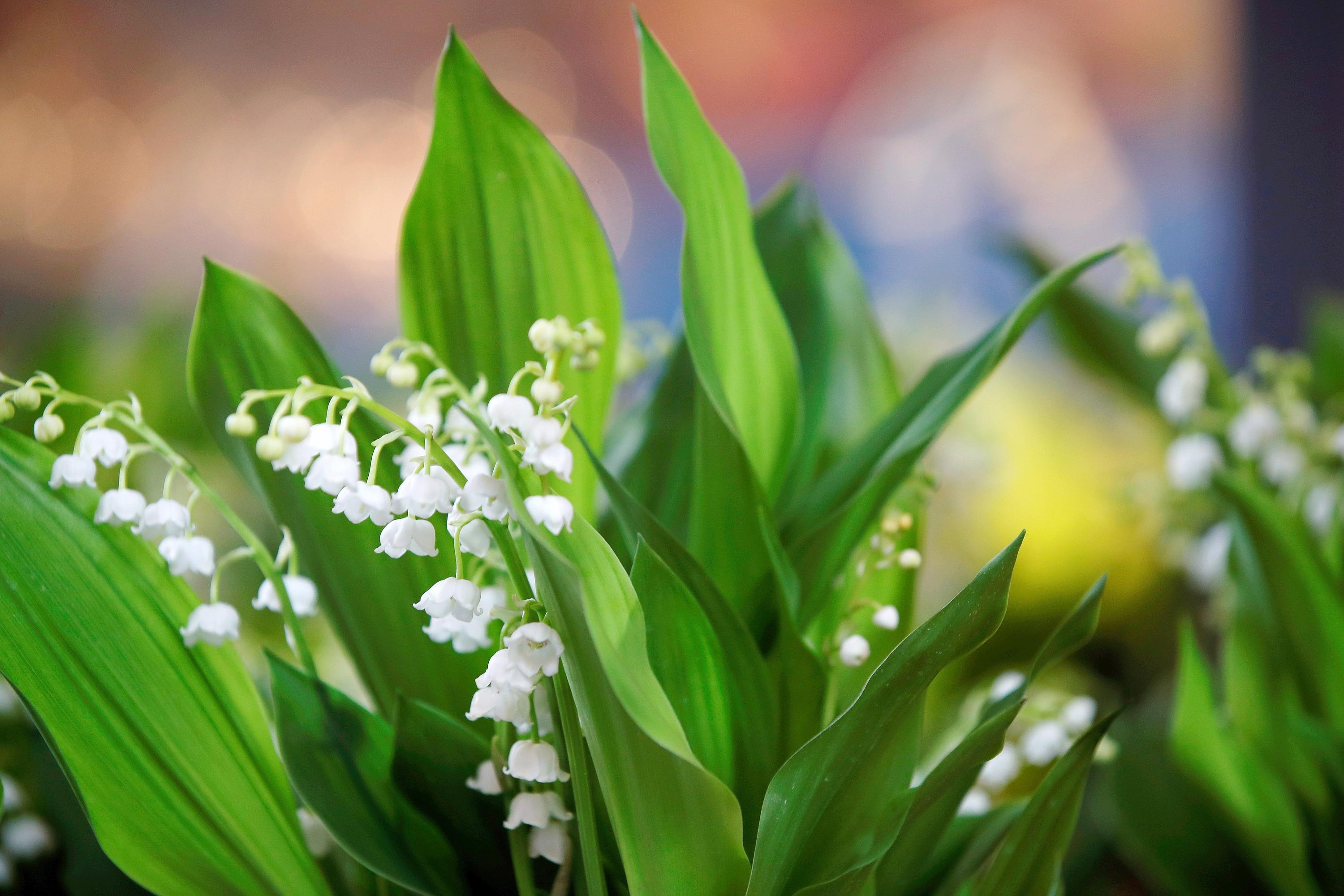Muguet du 1er mai : attention, cette fleur adorée des Français est aussi très toxique
