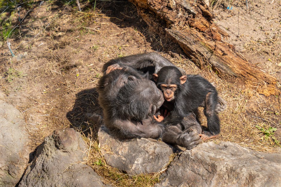 RENCONTRE. Sabrina Krief, dans l’intimité des chimpanzés sauvages