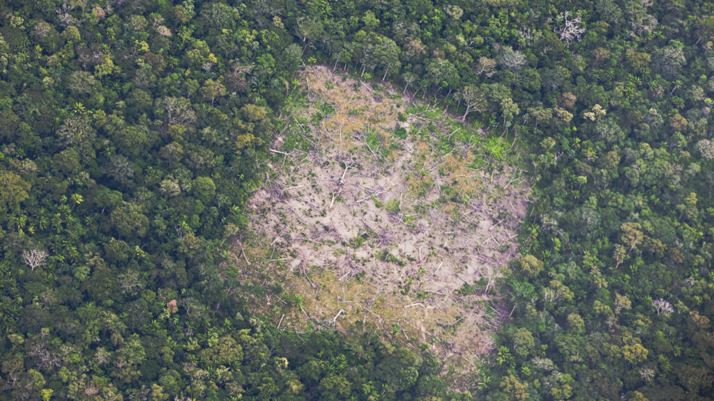 La destruction des forêts tropicales ralentit mais reste inquiétante, pointe une étude de Global Forest Watch
