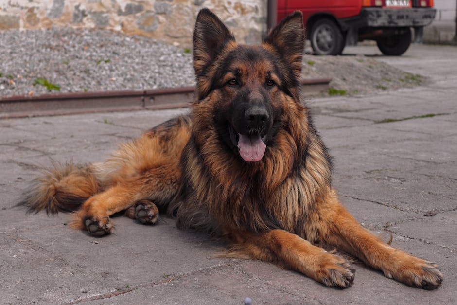 Bergers allemands, chats persans, teckels : l'UE interdit l'élevage de chiens et chats « hypertypes »