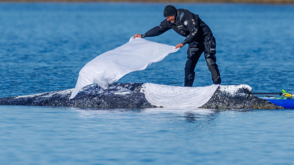 Allemagne: une baleine à bosse relâchée en mer du Nord après des semaines de mobilisation