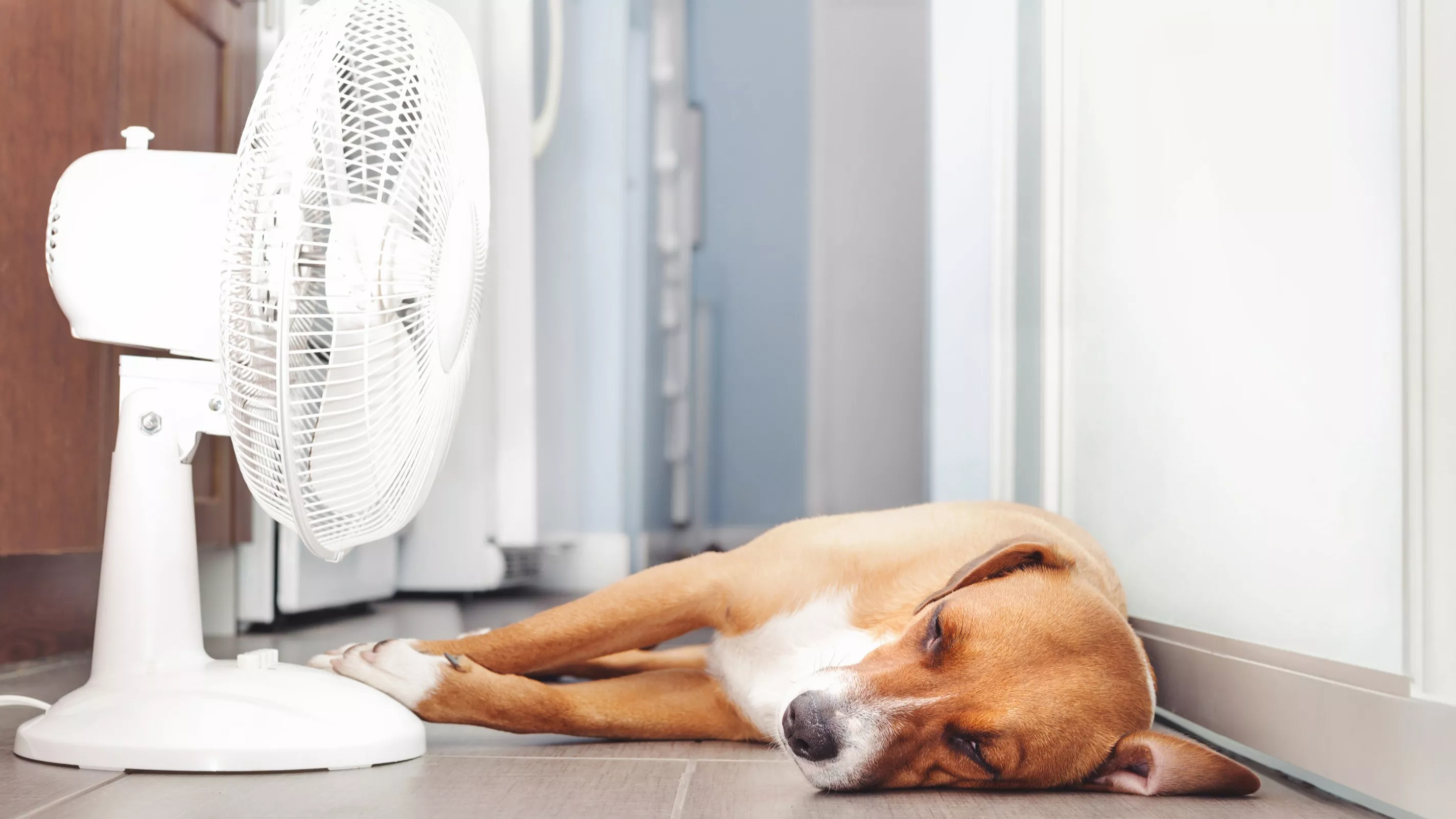 «Cela va empirer» : la canicule provoque une hausse inquiétante des décès d’animaux de compagnie