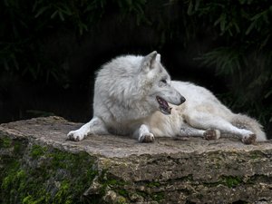 Comment un éleveur lozérien est devenu