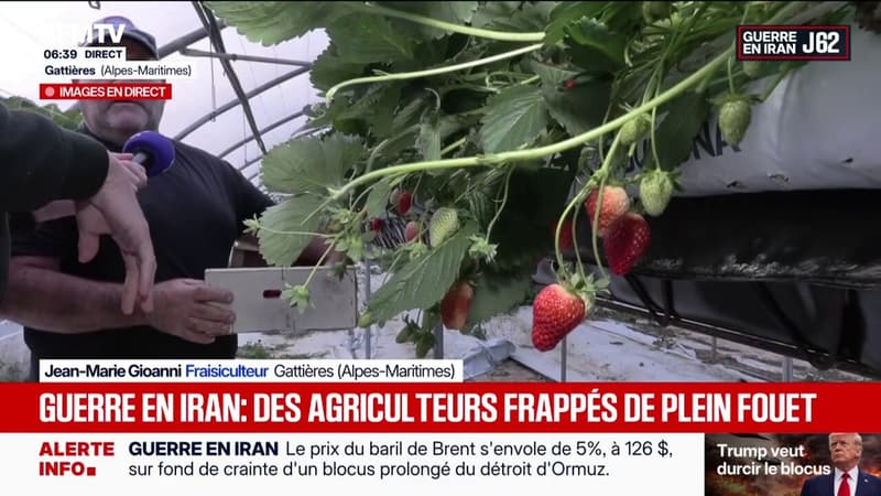Engrais, plants, plastique: les agriculteurs en première ligne face aux coûts qui augmentent avec la guerre au Moyen-Orient