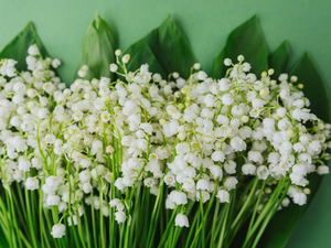 Travail le 1er-Mai : boulangeries, fleuristes… aucune 