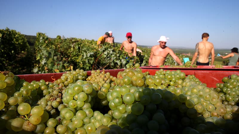 De fin septembre en 1988 à mi-août en 2026: comment le dérèglement climatique a décalé les dates des vendanges (qui battent des records de précocité cette année)