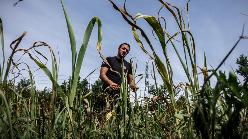 Des pertes indemnisées qui diminuent alors que les primes augmentent: seul 1 agriculteur sur 5 est aujourd'hui couvert par une assurance récolte et ça ne risque pas de s'arranger malgré l'été catastrophique