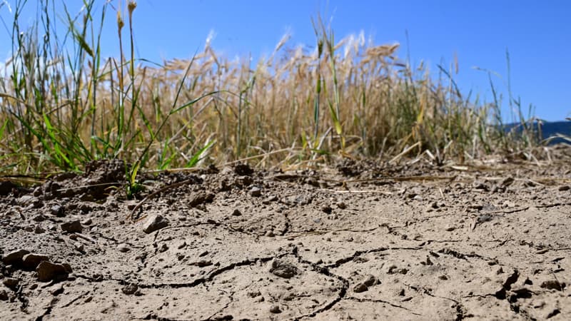 Des prairies grillées, des volailles étouffées par la chaleur, des champs de légumes détruits: face à la canicule et à la sécheresse, les pertes de l'été 2026 s'annoncent lourdes pour l'agriculture française