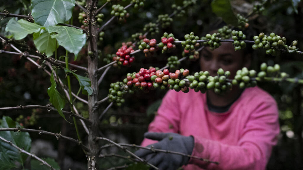 «Du poison dans votre café»: un rapport alerte sur l’usage massif de pesticides dans la production mondiale