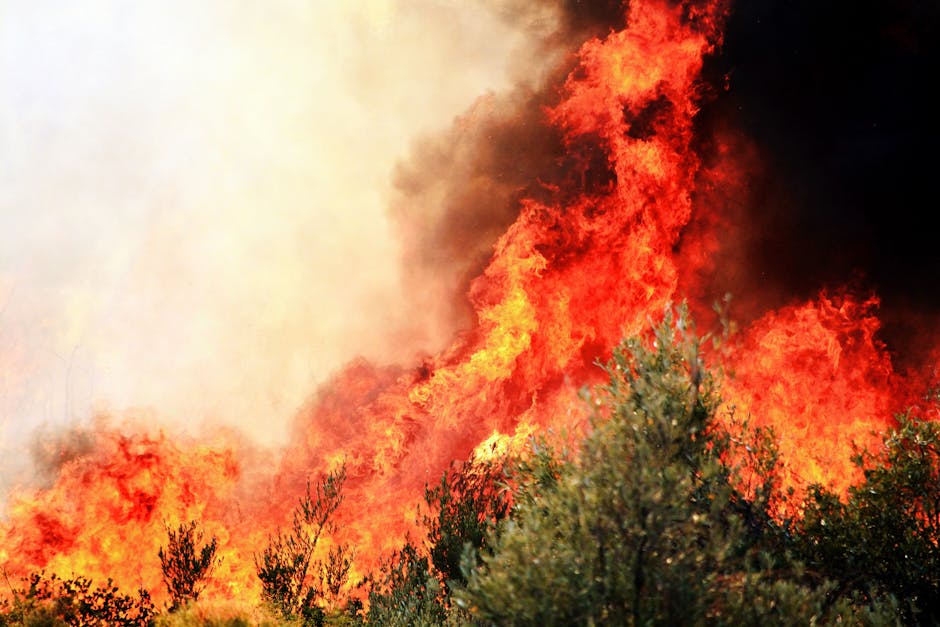 Climat : l’année pourrait être « particulièrement sévère » pour les incendies, craignent des chercheurs