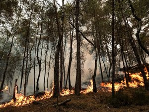 EN DIRECT Incendies et canicule : le feu continue de progresser à Fontainebleau, 2 050 hectares parcourus… les dernières infos