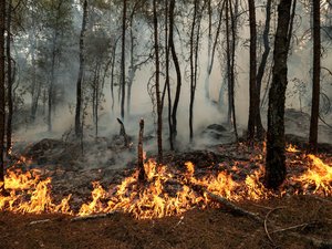 EN DIRECT Incendies et canicule : nouvel incendie en Lozère, une semaine après le premier feu qui avait ravagé 150 hectares