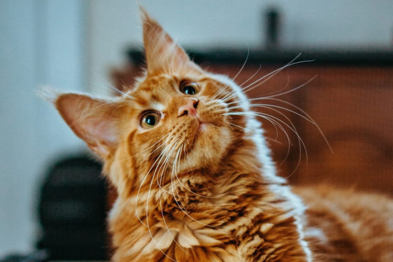 Et si on pouvait traduire les chiens et les chats ? Ces entreprises développent un traducteur pour animaux