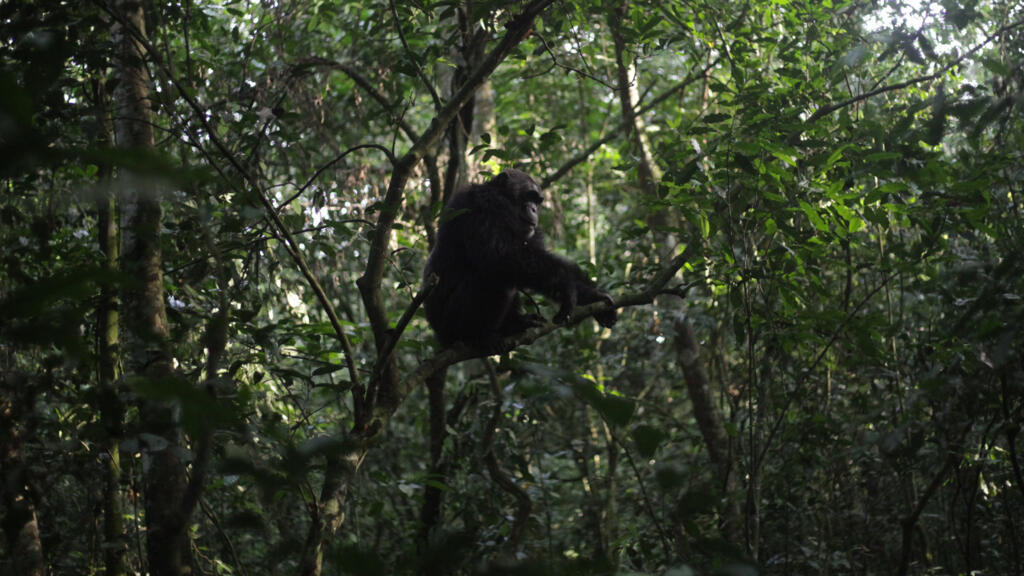 En Ouganda, une «guerre civile» entre chimpanzés fait rage depuis des années et intrigue les chercheurs