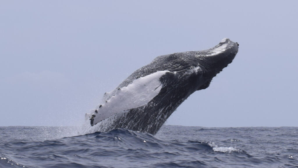 Guerre au Moyen-Orient: comment le détournement du trafic maritime menace les baleines en Afrique du Sud