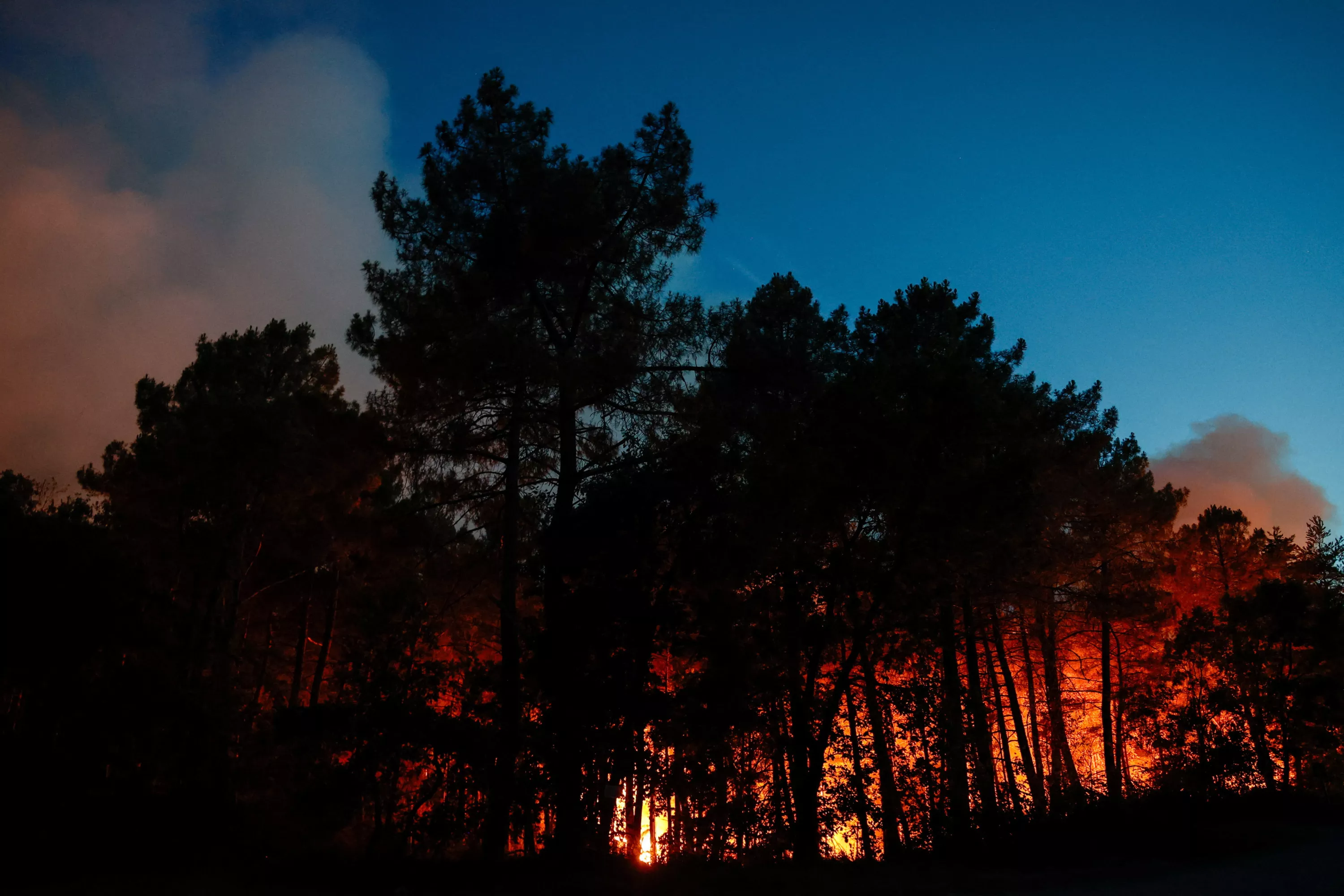 Feu en forêt de Fontainebleau : ce que l’on sait de l’incendie dévastateur