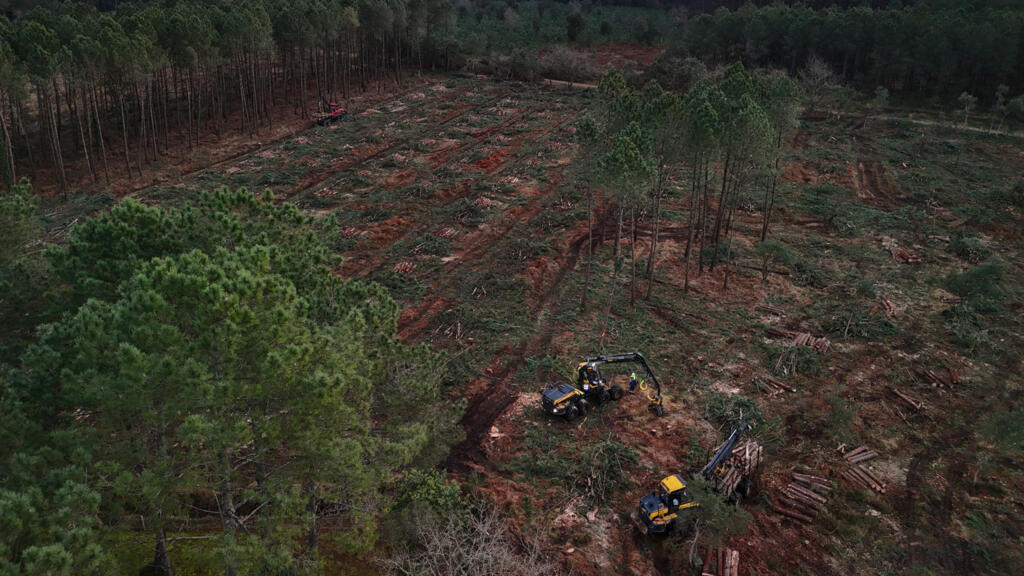 Forêts: la France est-elle en train de sacrifier son principal allié contre le réchauffement climatique?