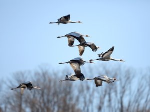 Grues cendrées, balbuzards pêcheurs ou circaètes… Comment et où observer les migrations des oiseaux cet automne en Occitanie ?