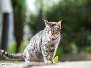 Il battait et étranglait ses chats en vidéo