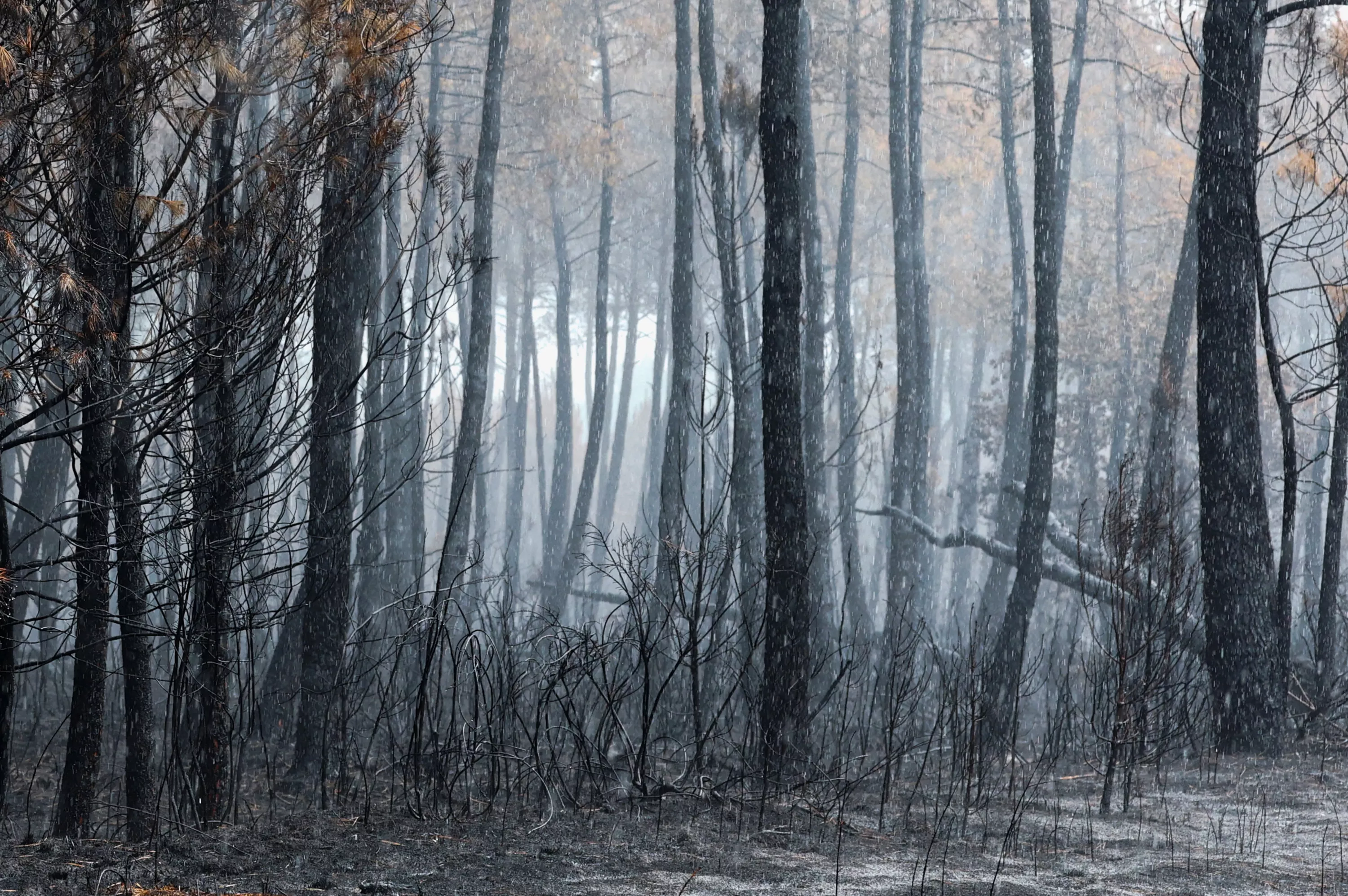 «Il faut intervenir rapidement sinon c’est perdu» : après les incendies, que faire du bois brûlé ?