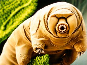 Il résiste au vide spatial et peut mettre en pause sa vie : le mystère du tardigrade, cette star mondiale de la recherche, étudié à Montpellier