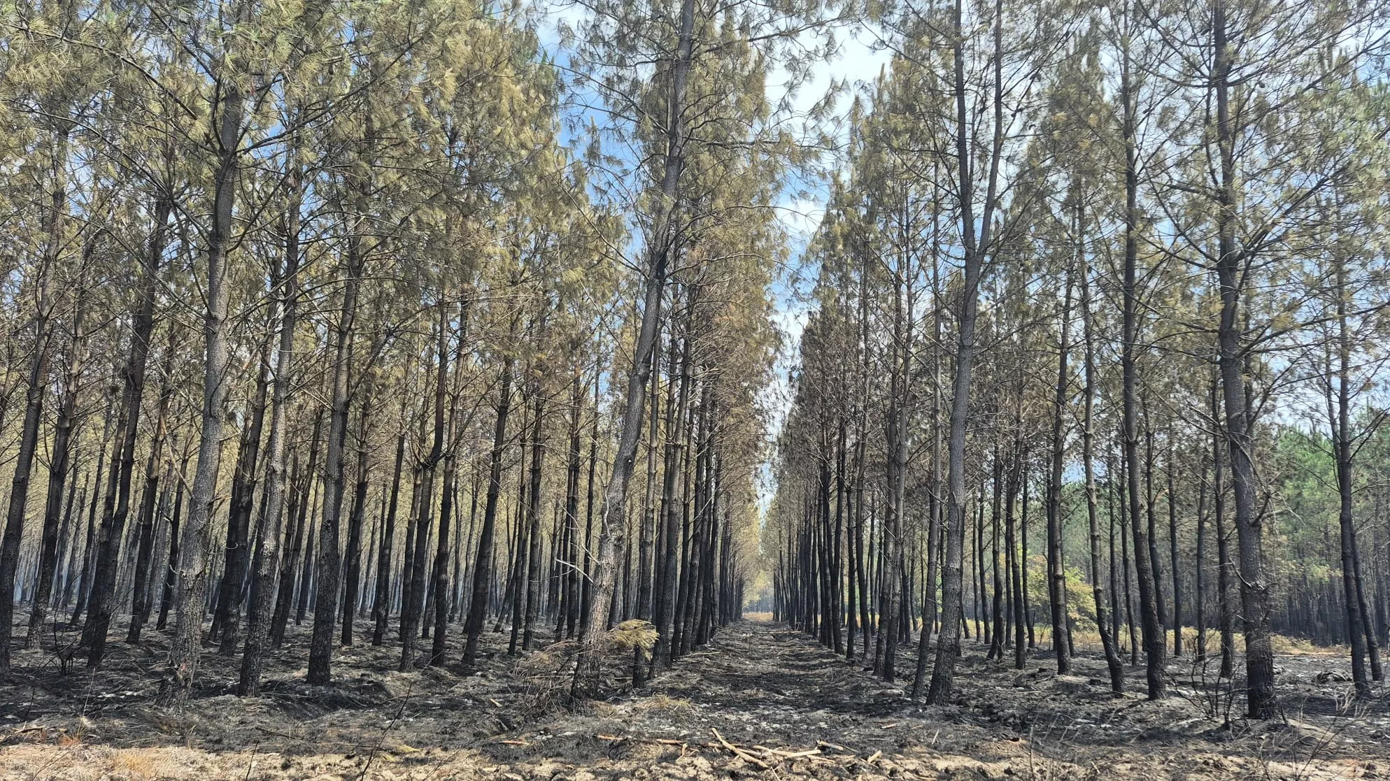 Incendie en Gironde : le feu est «stabilisé», mais «pas fixé», annonce Laurent Nunez