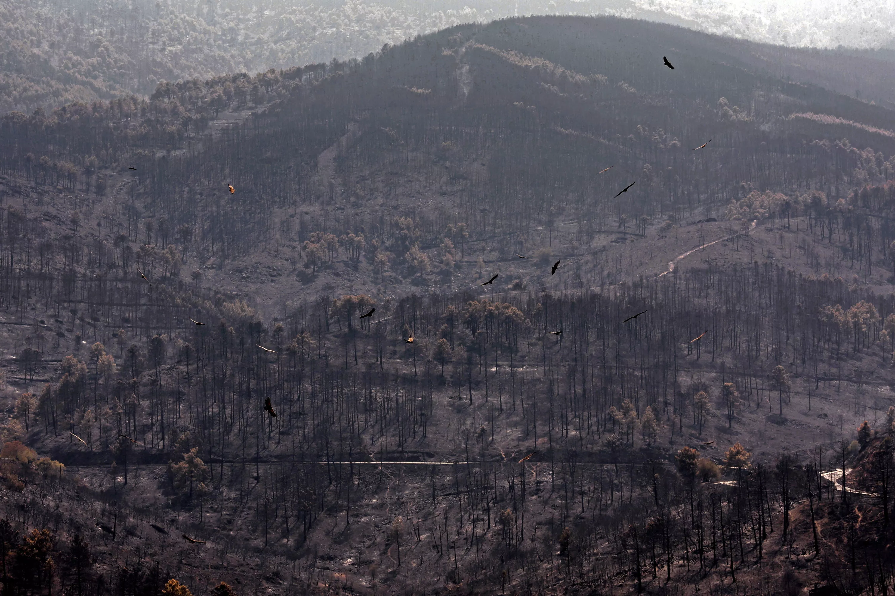 Incendie dans la région de Madrid : il n'y a «presque plus de flammes», assurent les autorités