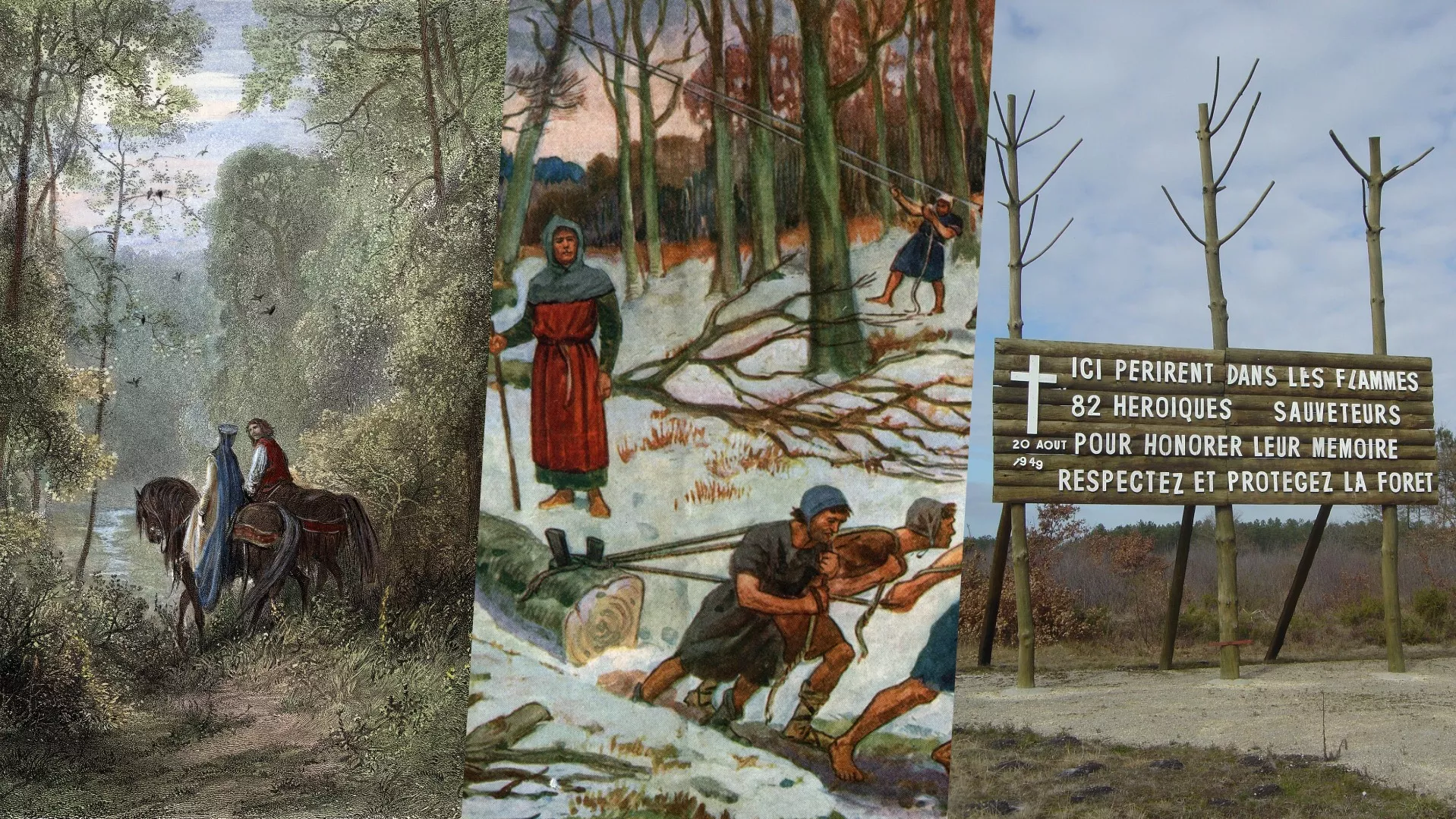 Incendiées, admirées, disputées : l’histoire méconnue des forêts françaises, ce trésor précieux et menacé