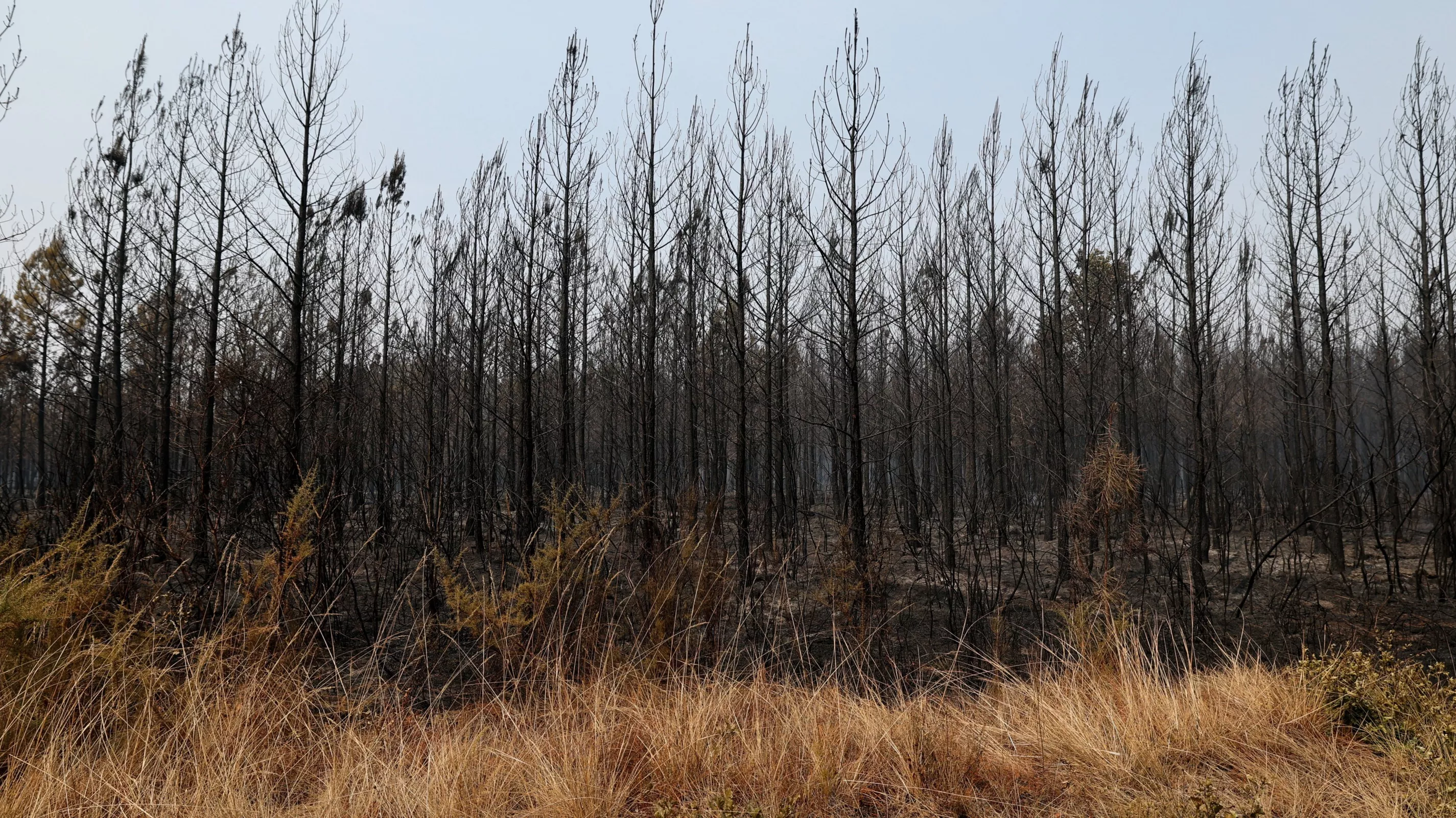Incendies : 474 personnes interpellées pour des départs de feu depuis début juillet, dont 183 mineurs