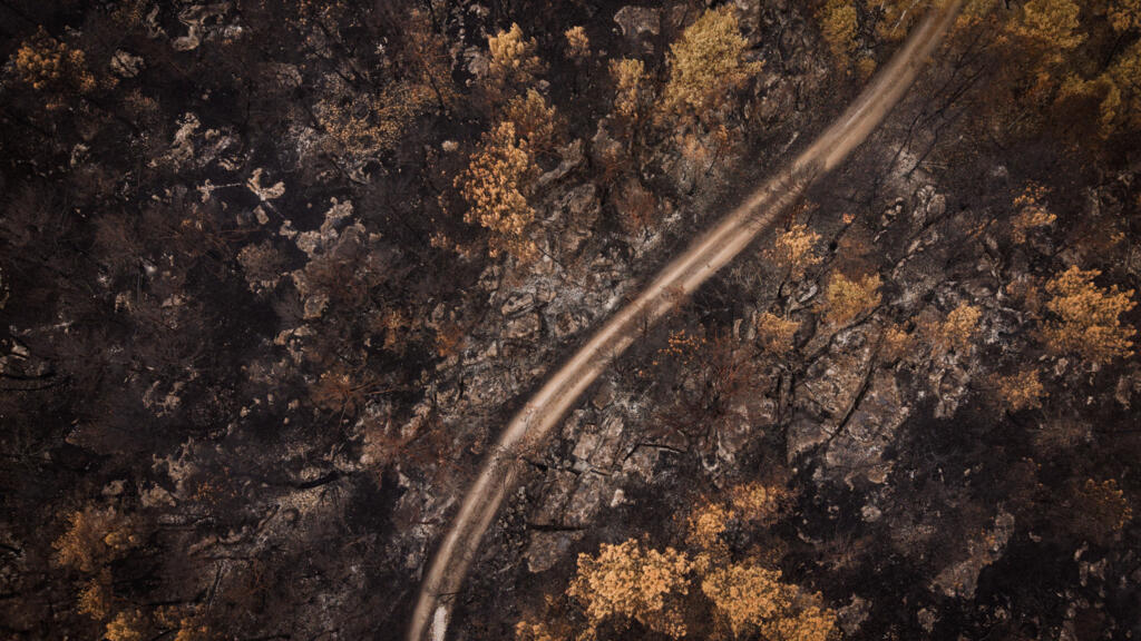 Incendies en France: la délicate sécurisation de la forêt de Fontainebleau, prélude à une lente reconstruction
